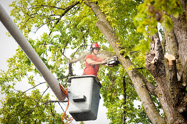 Dead Tree Removal in Iron Mountain, MI